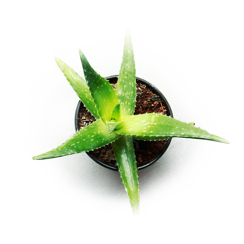 Vera Potted Aloe PNG Free Photo PNG Image