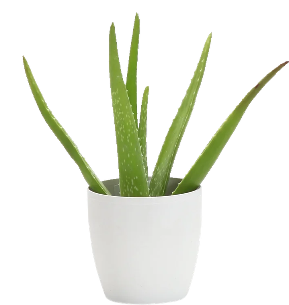 Vera Potted Aloe PNG Free Photo PNG Image