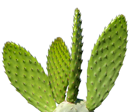 Cactus Plant PNG Image