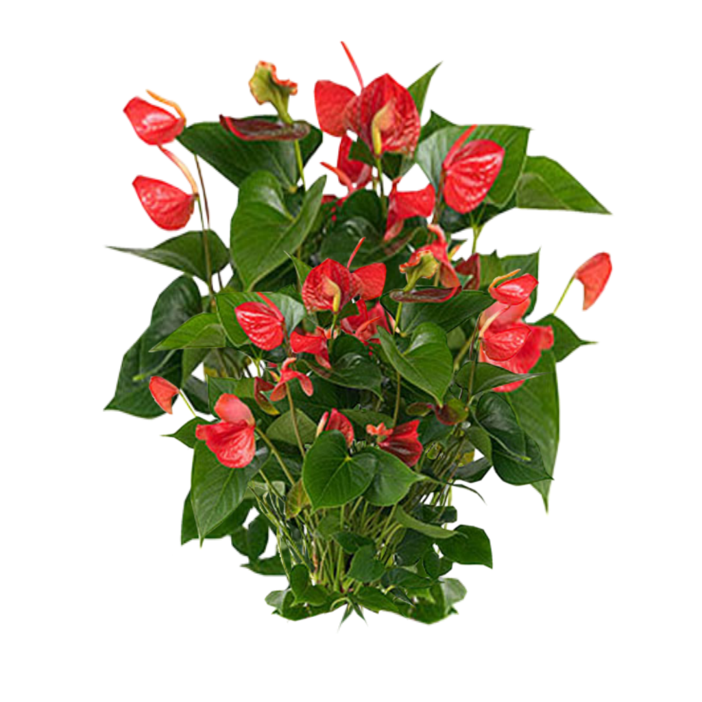 Plants Png Clipart PNG Image