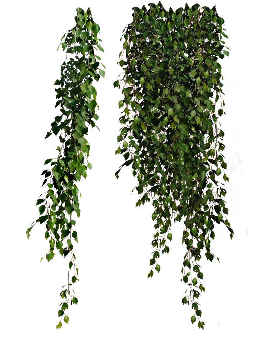 Plants Png PNG Image