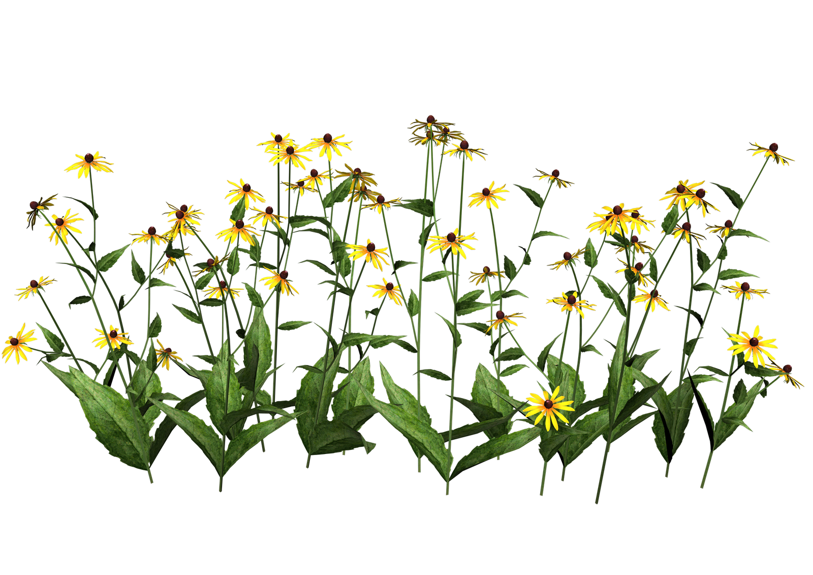 Plants Transparent PNG Image