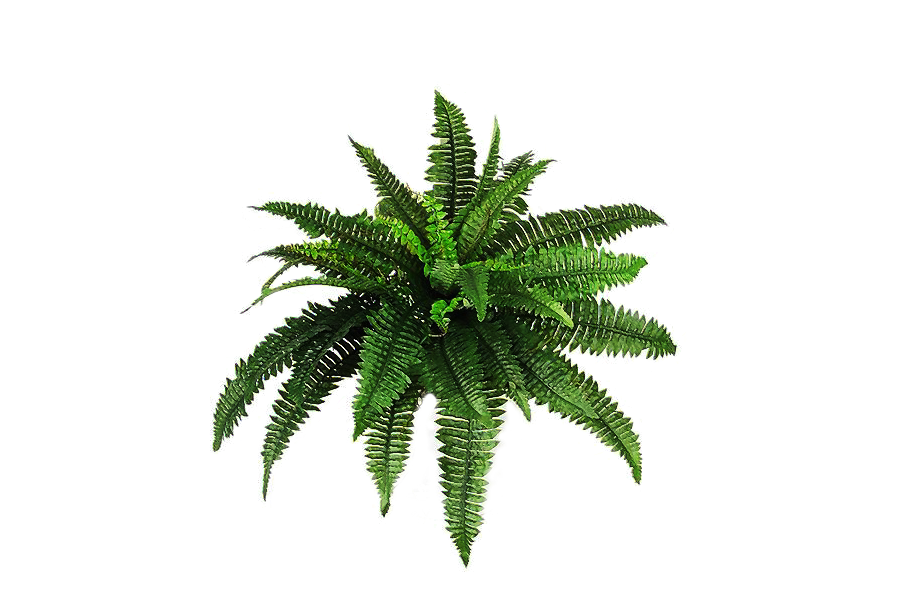 Plants Png Pic PNG Image