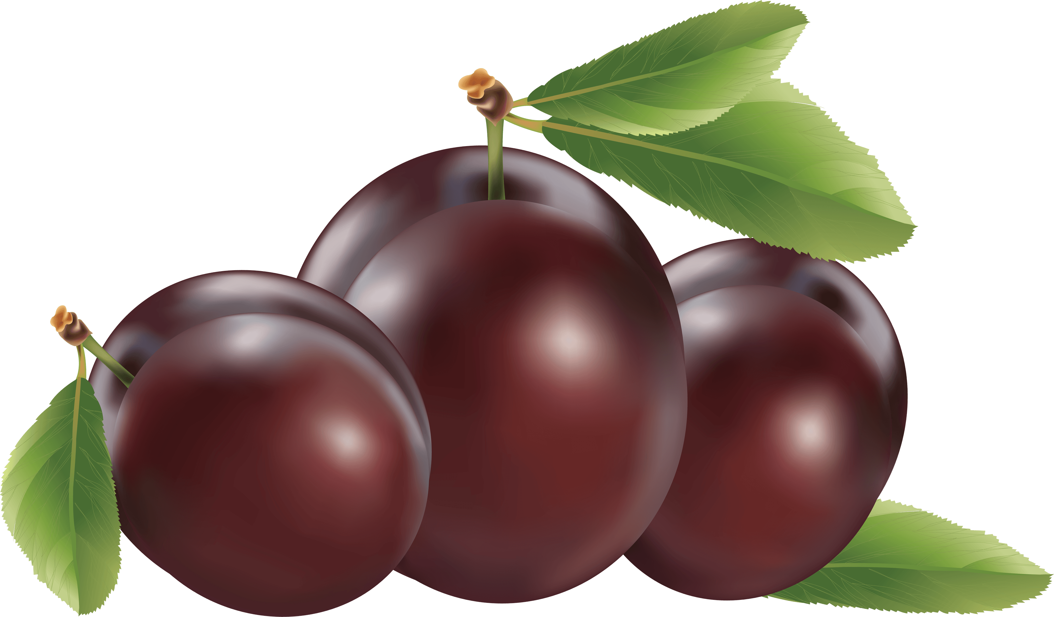 Plum Png Image PNG Image