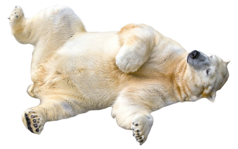 Polar Bear Transparent PNG Image