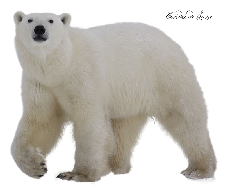 Polar Bear Png PNG Image