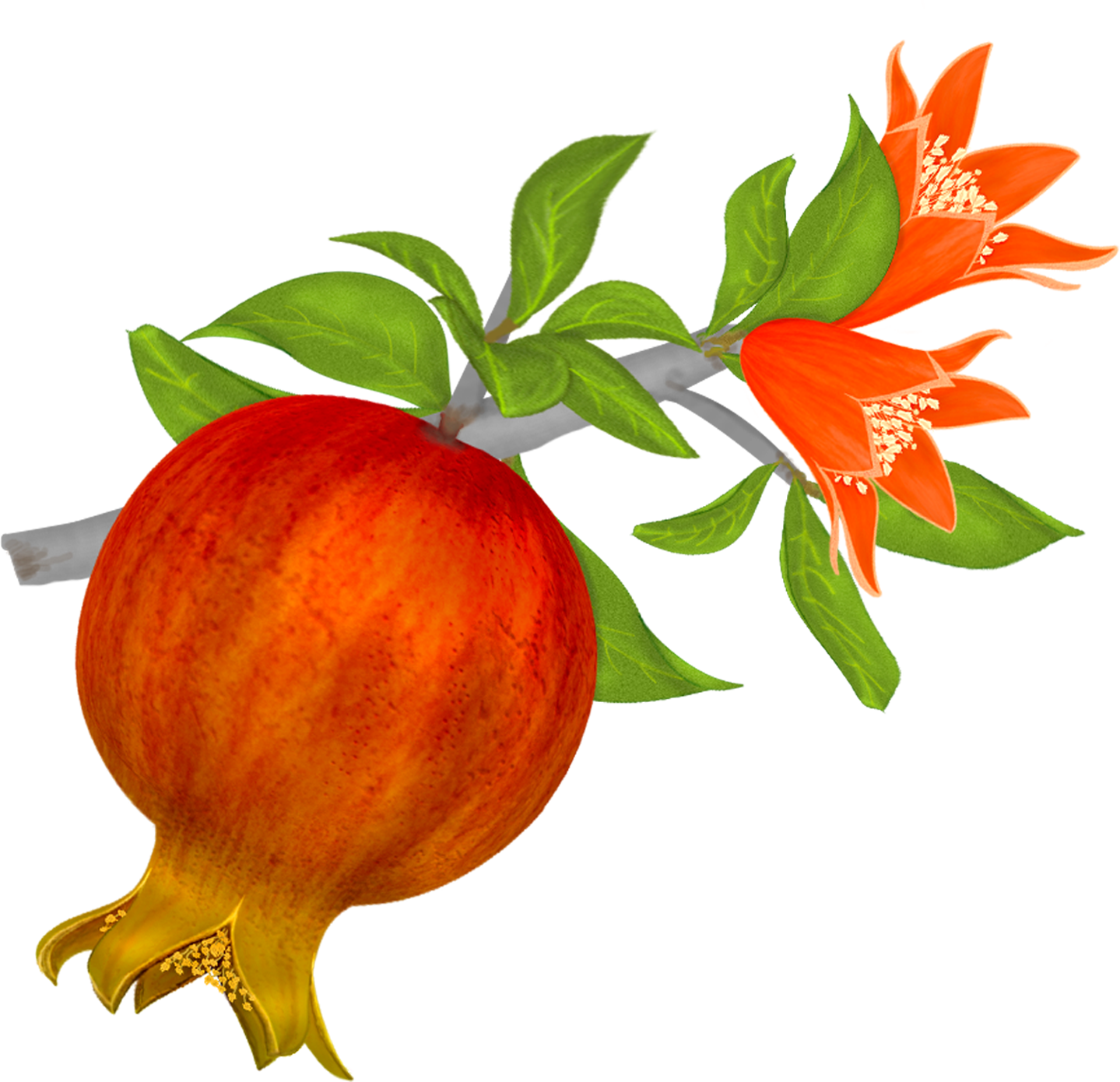 Pomegranate File PNG Image