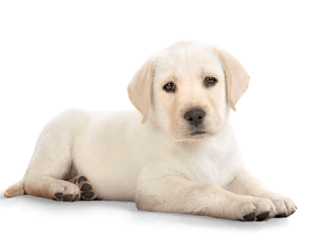 Golden Retriever Puppy Photos PNG Image