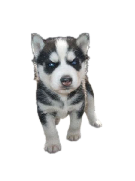 Siberian Husky Puppy Photos PNG Image