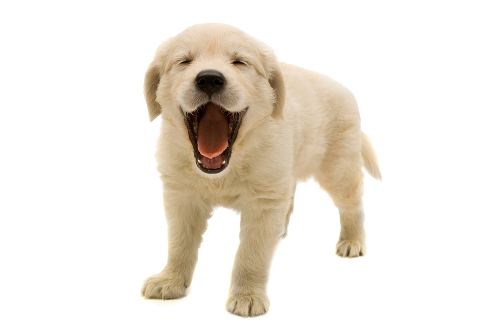 Golden Retriever Puppy Transparent Image PNG Image