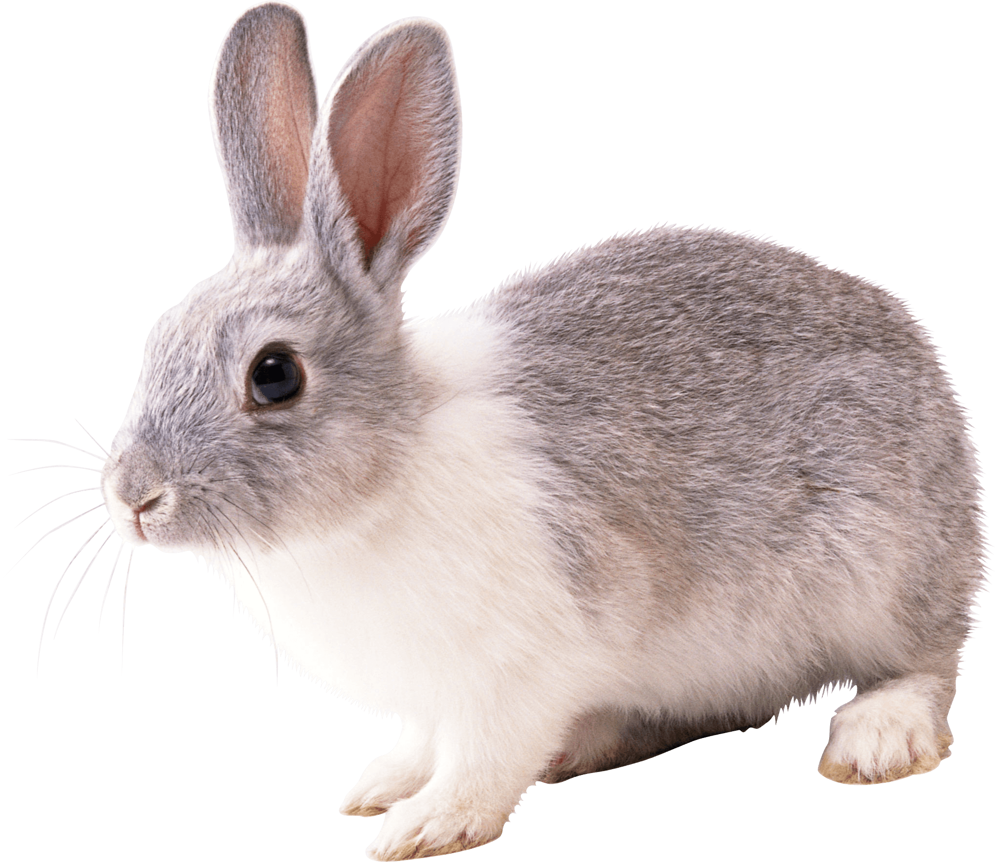 Rabbit Png Image PNG Image