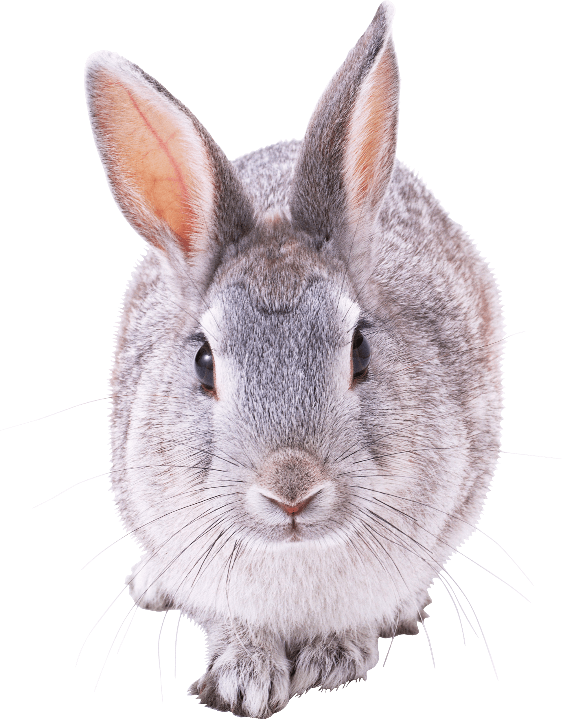 Rabbit Png Image PNG Image