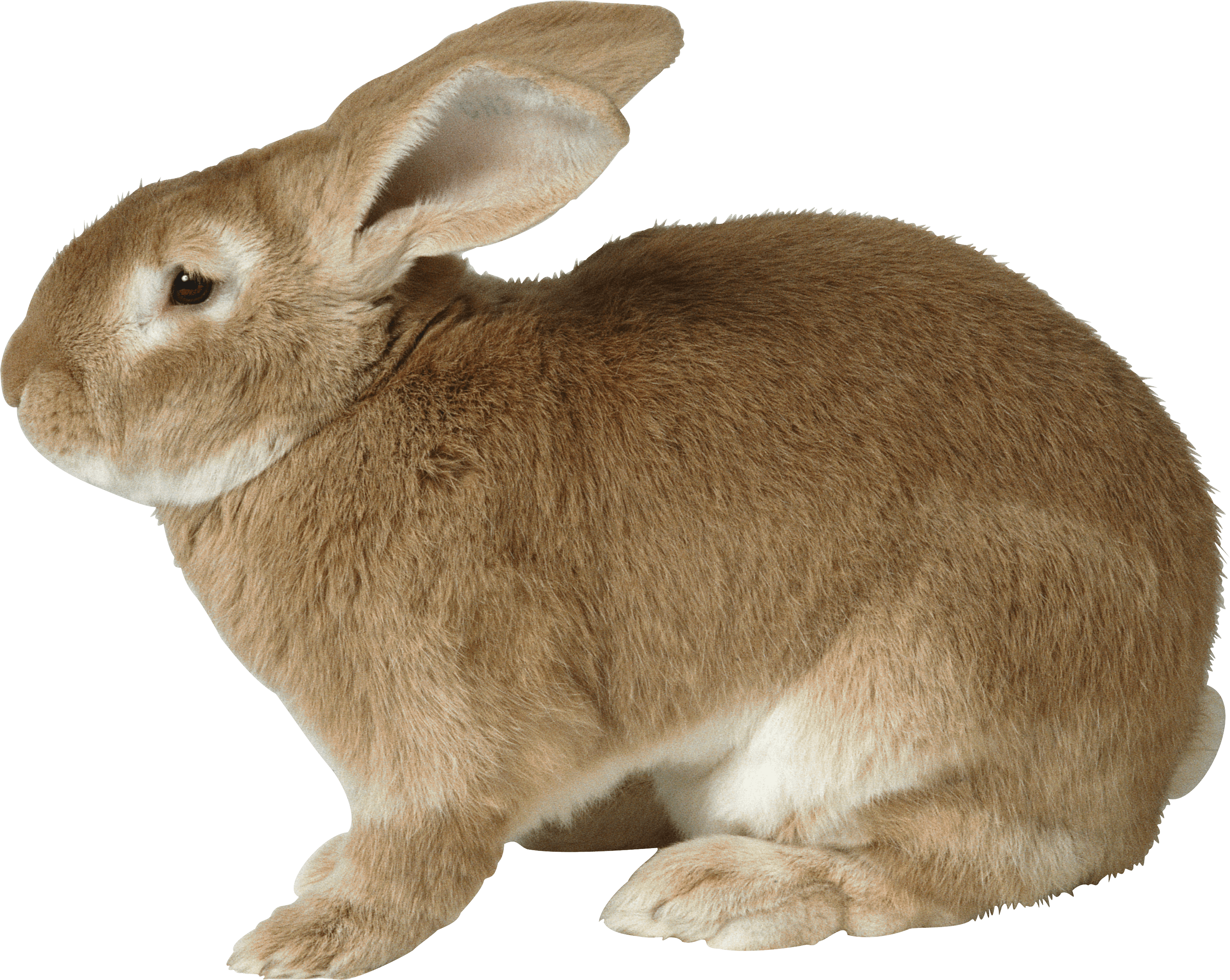 Rabbit Png Image PNG Image