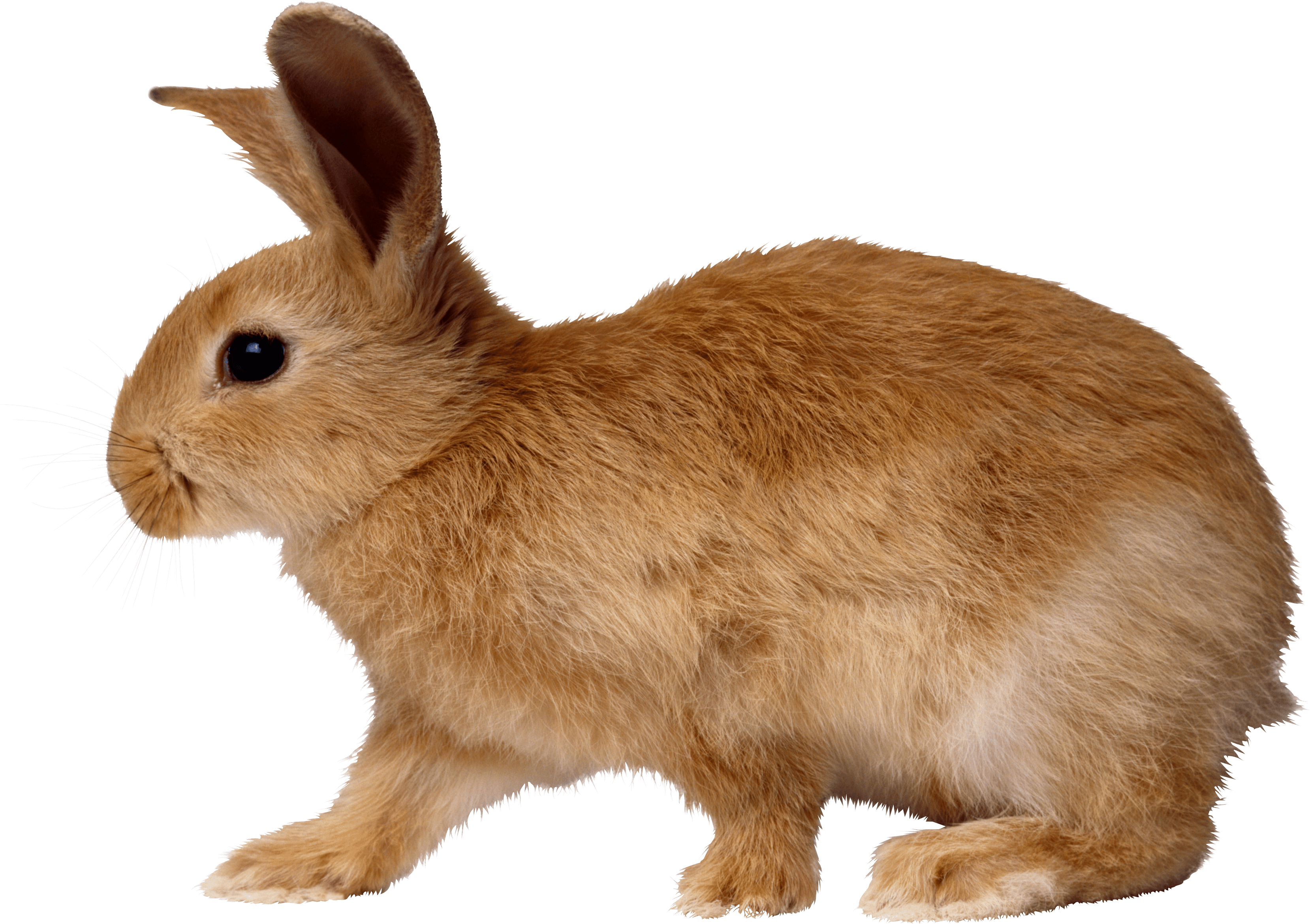 Rabbit Png Image PNG Image