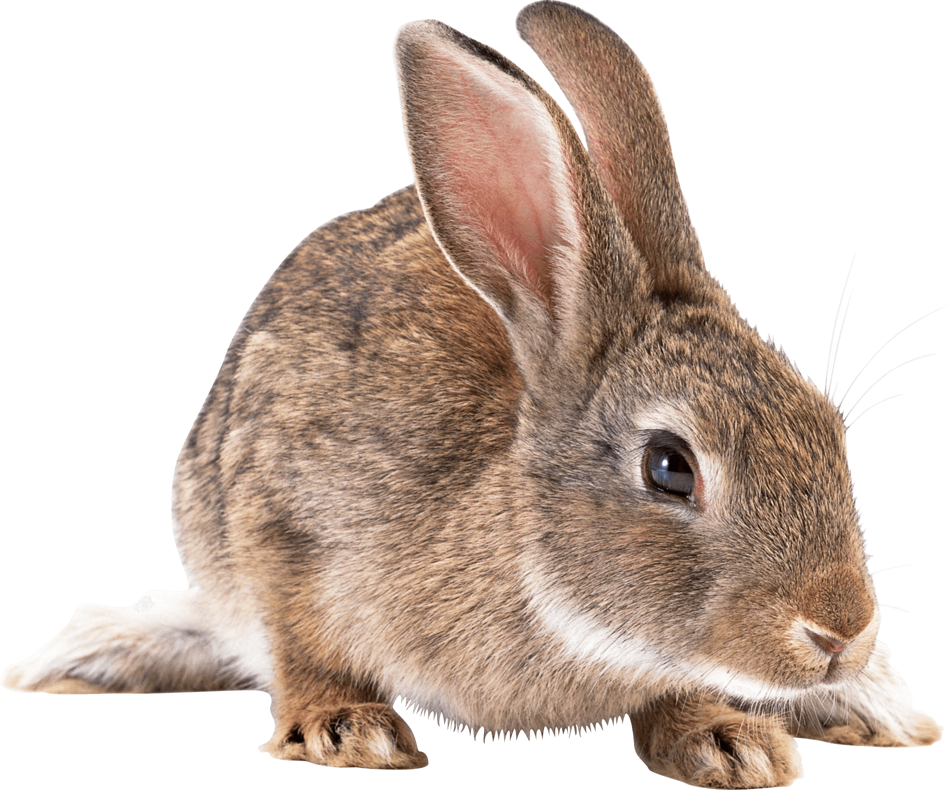 Gray Rabbit Png Image PNG Image