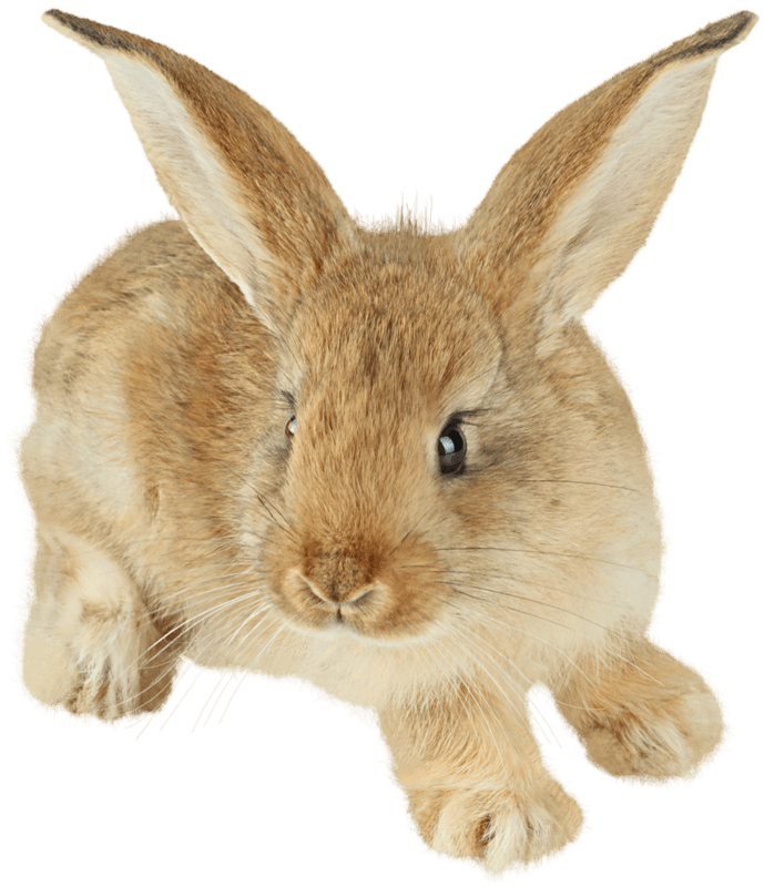 Rabbit Png Image PNG Image