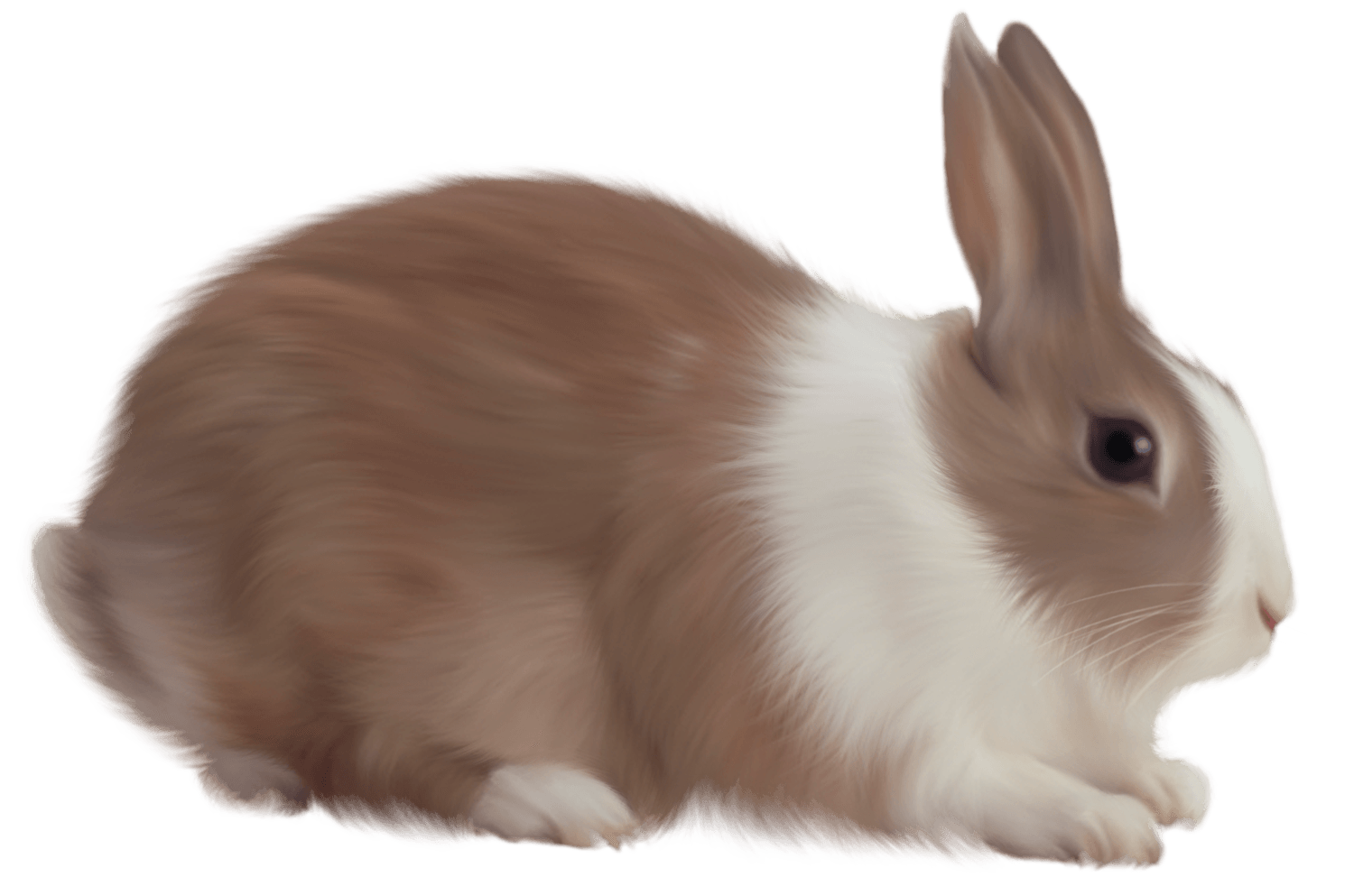 Rabbit Png Image PNG Image