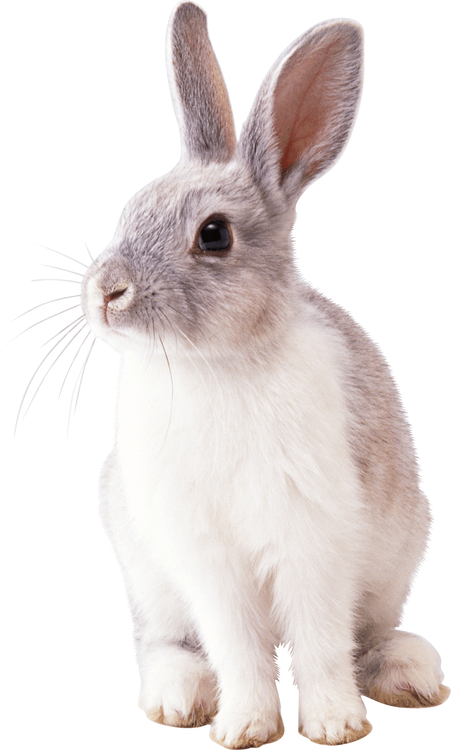 Rabbit Png Image PNG Image