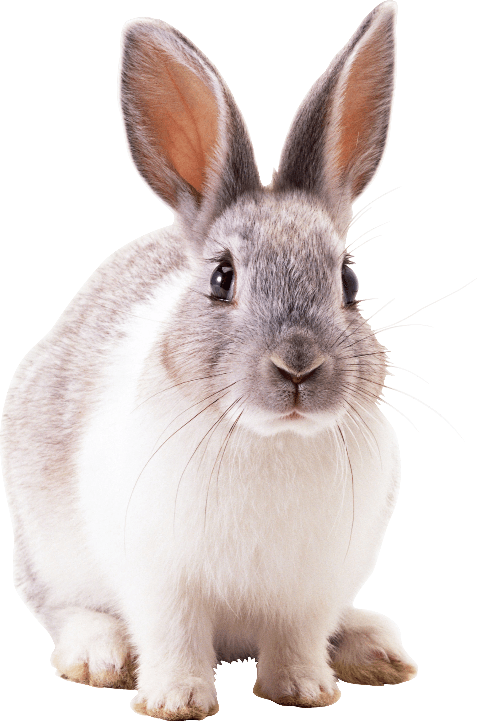 Rabbit Png Image PNG Image