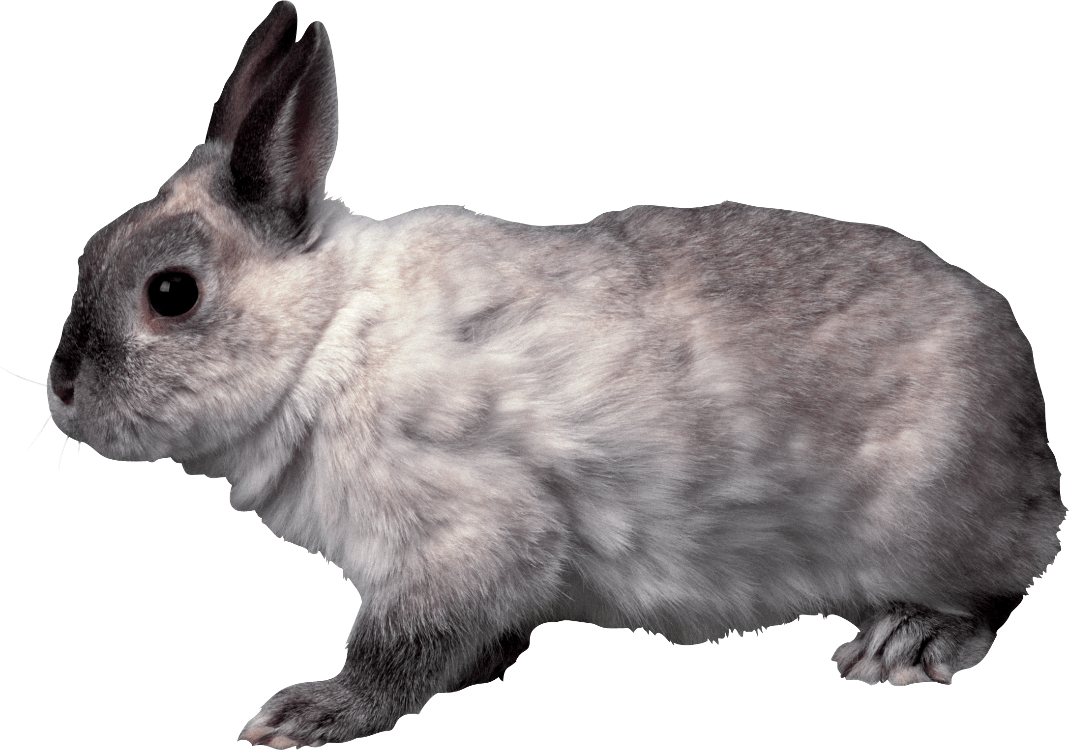 Rabbit Png Image PNG Image