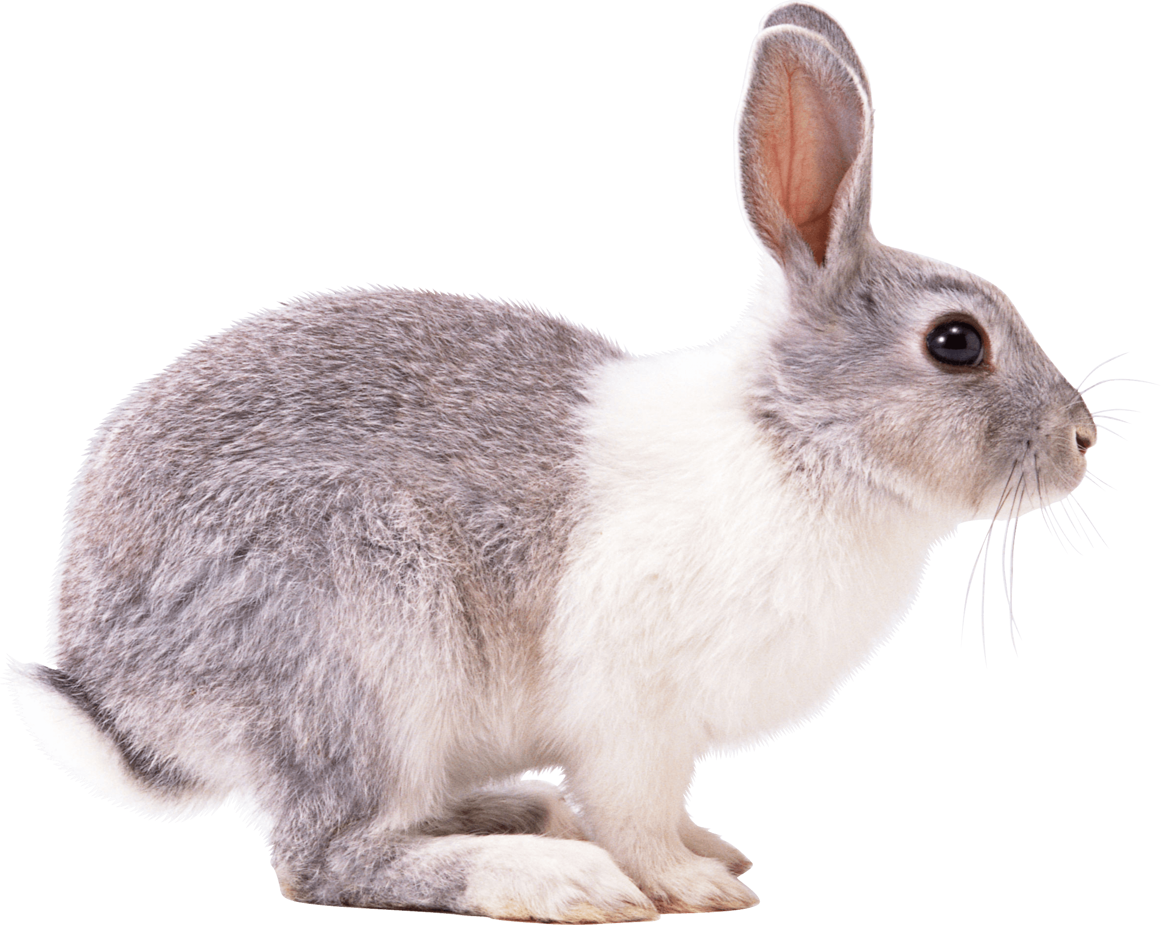 Rabbit Png Image PNG Image