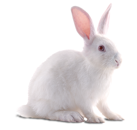 White Rabbit PNG Image