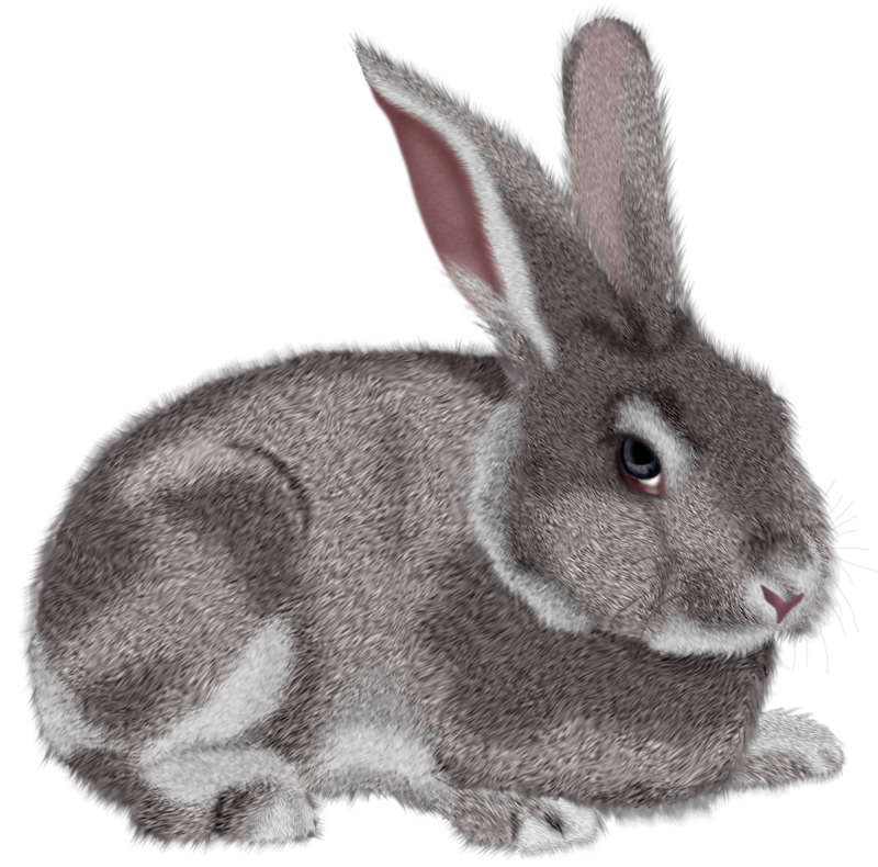 Bunny PNG Image