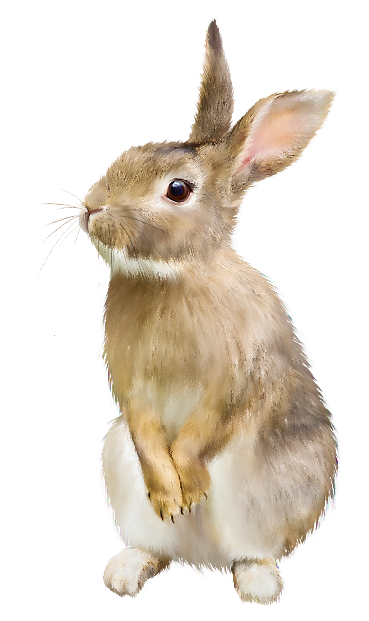 Rabbit PNG Image