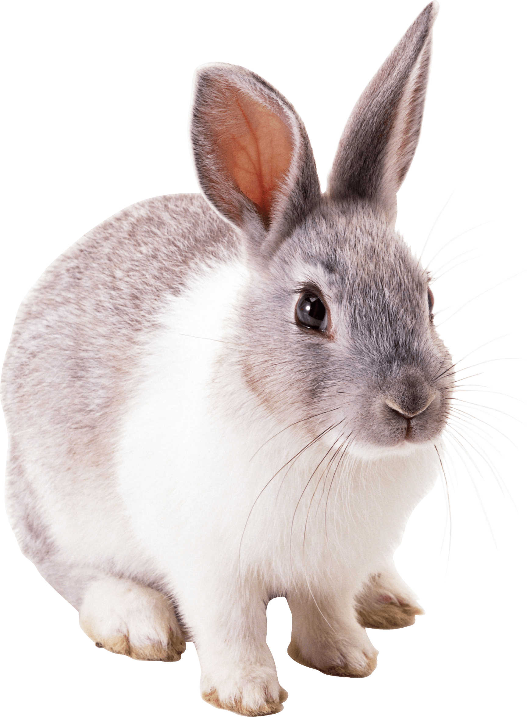 Rabbit Png Image PNG Image