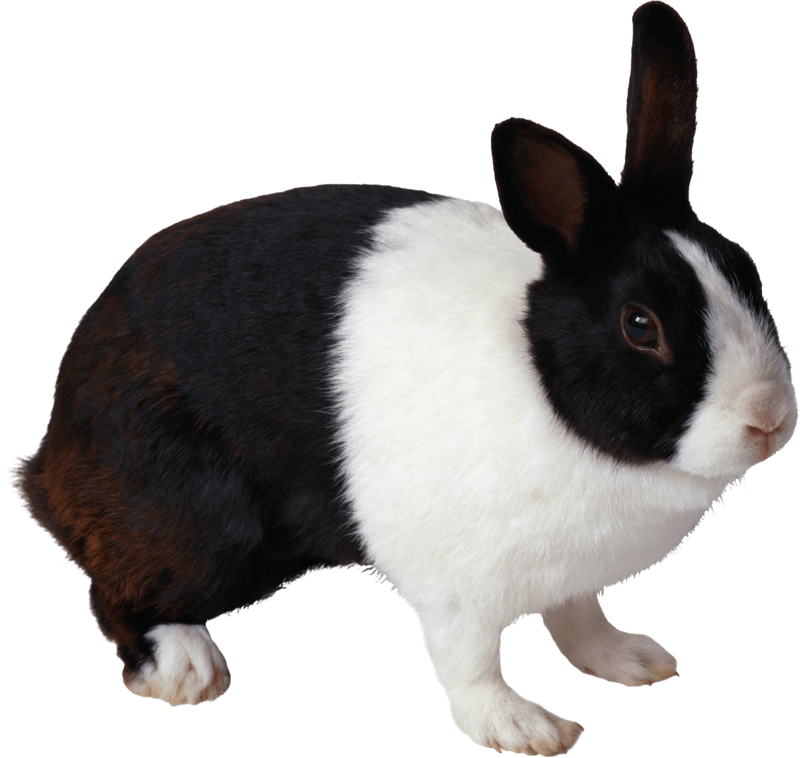 Rabbit Png Image PNG Image