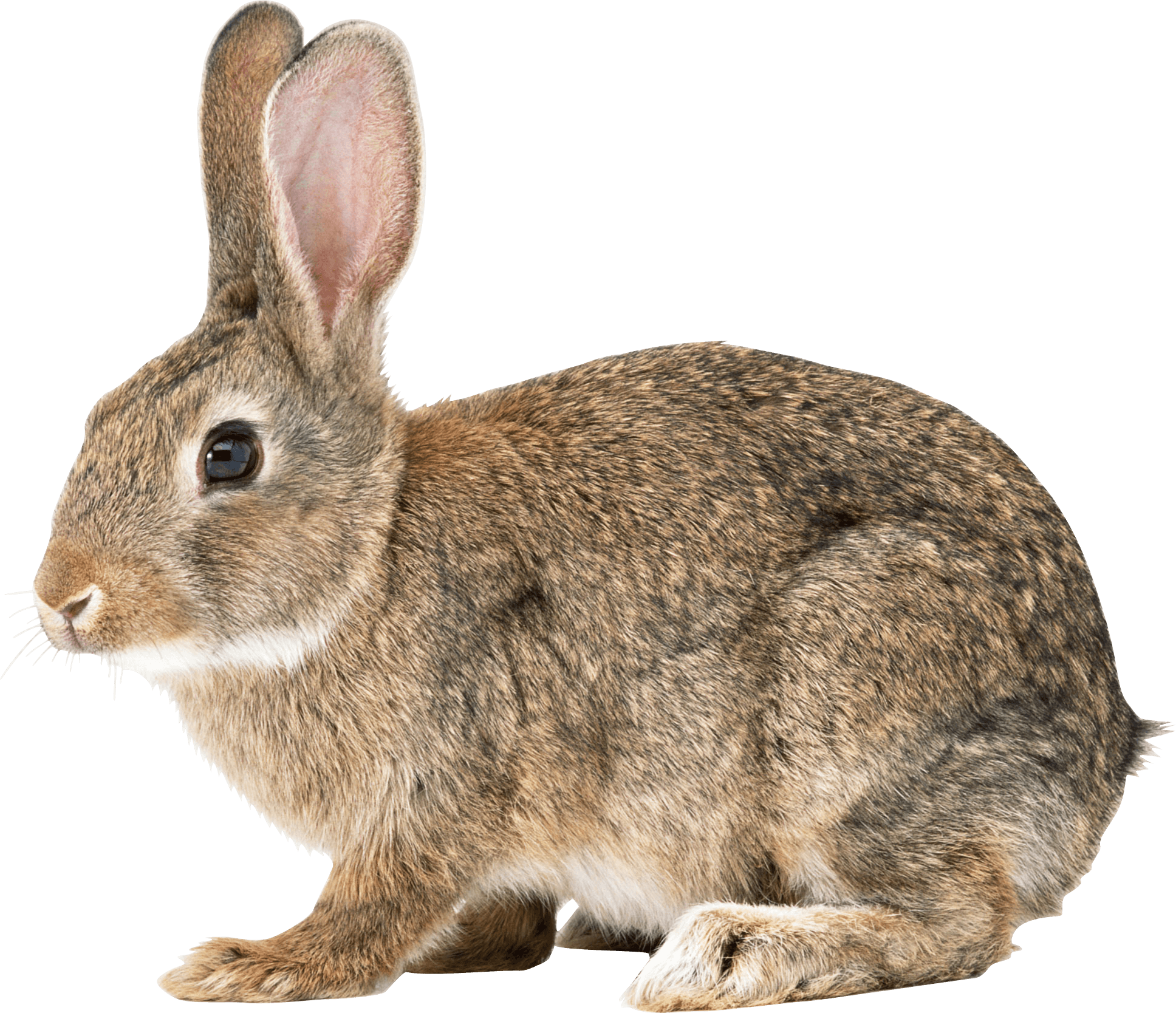 Rabbit Png Image PNG Image