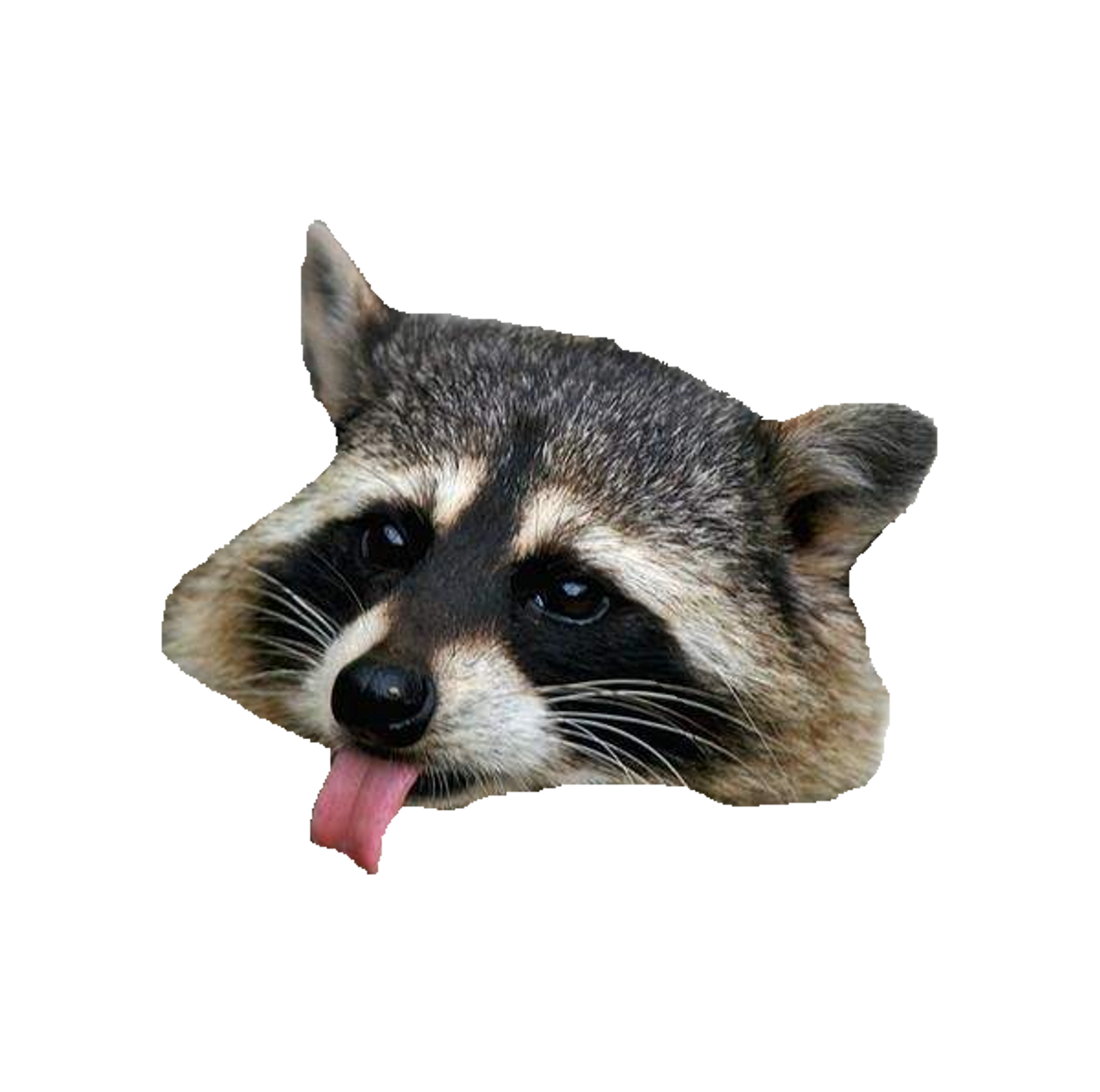 Raccoon Png Clipart PNG Image