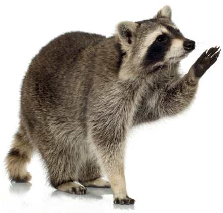 Raccoon Png PNG Image