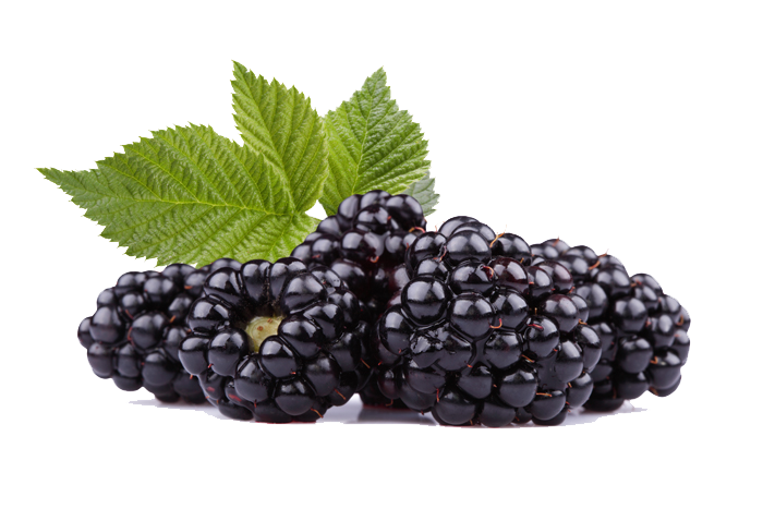 Black Raspberries Photos PNG Image