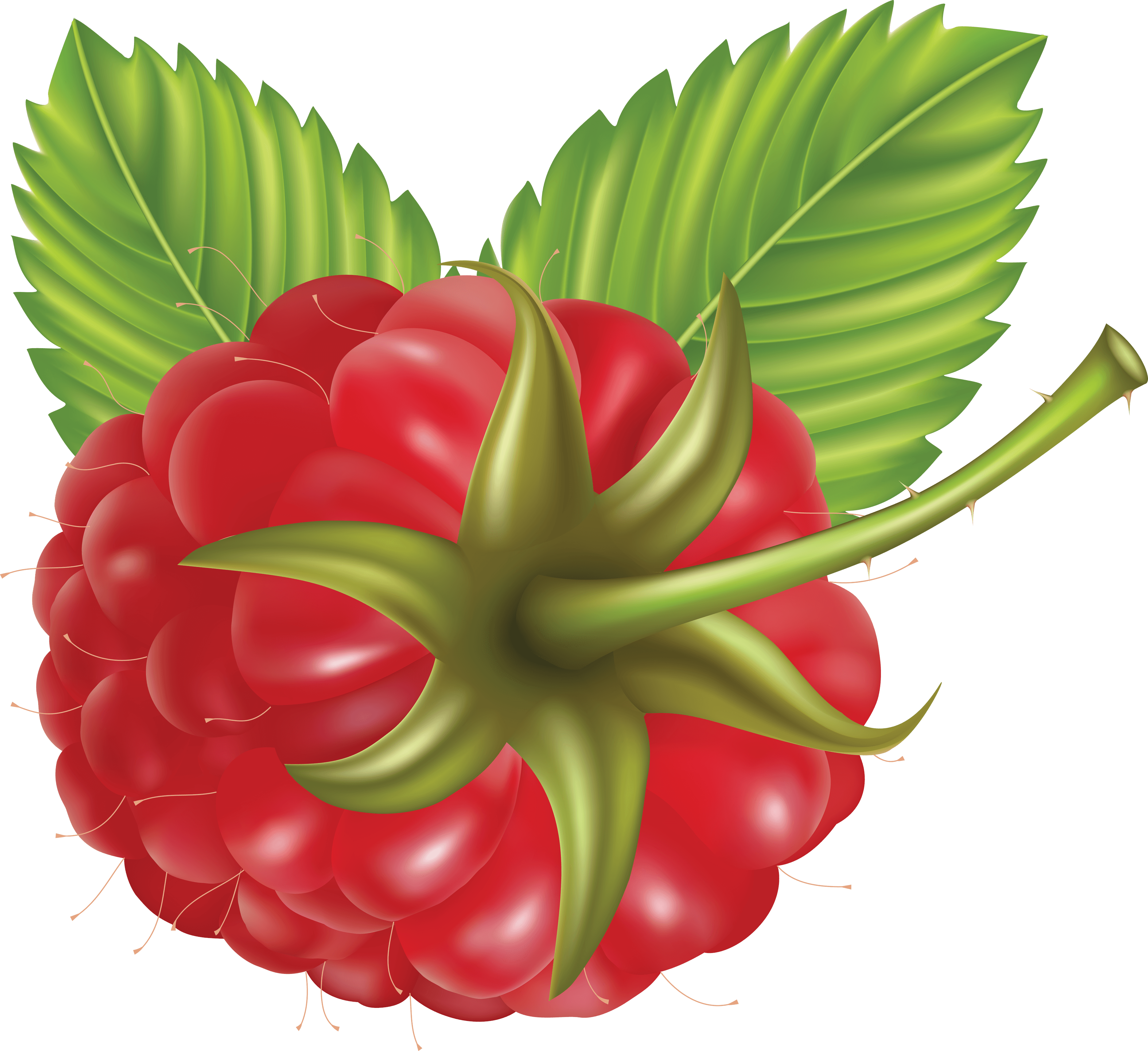 Rraspberry Png Image PNG Image