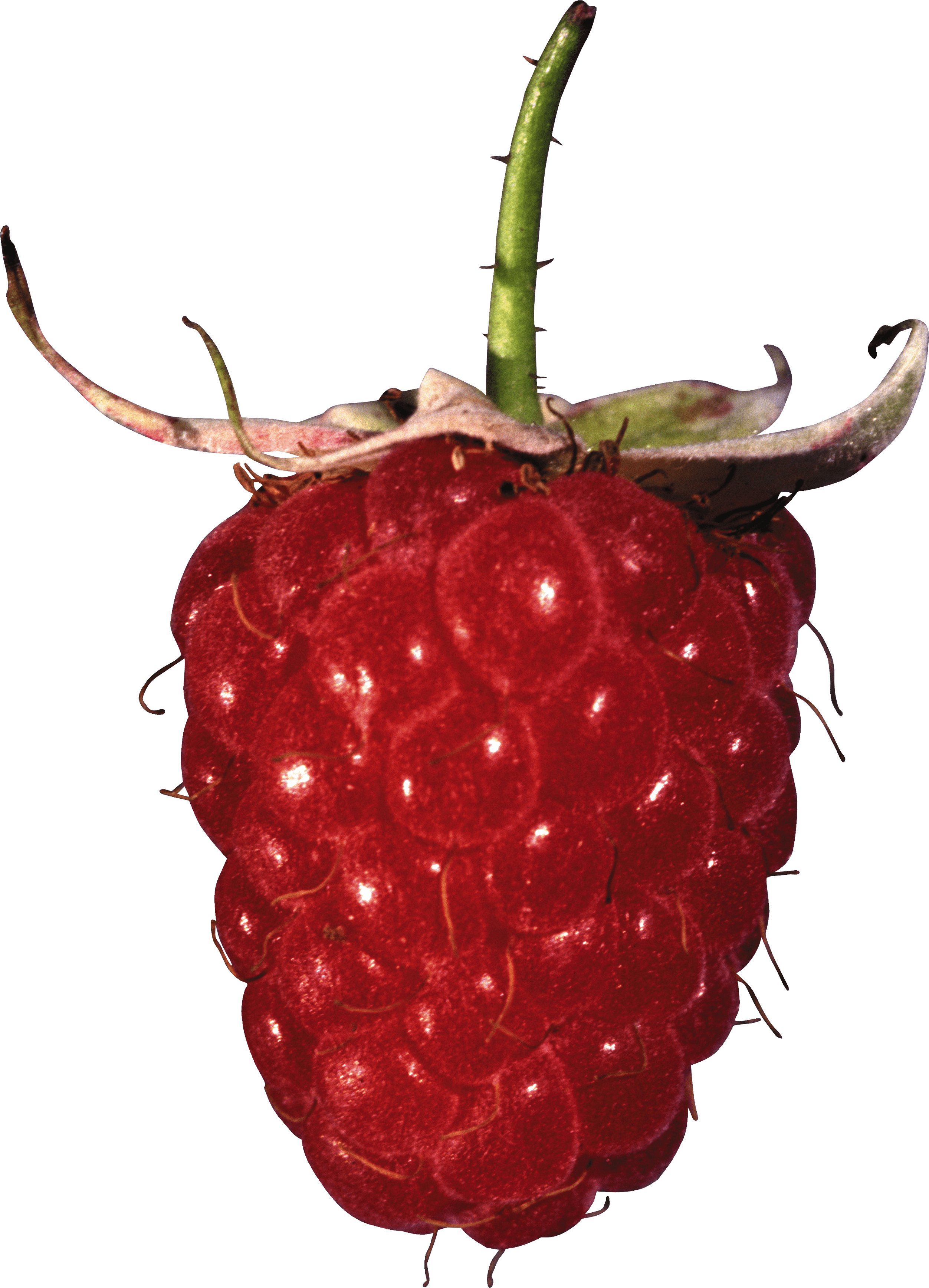 Rraspberry Png Image PNG Image