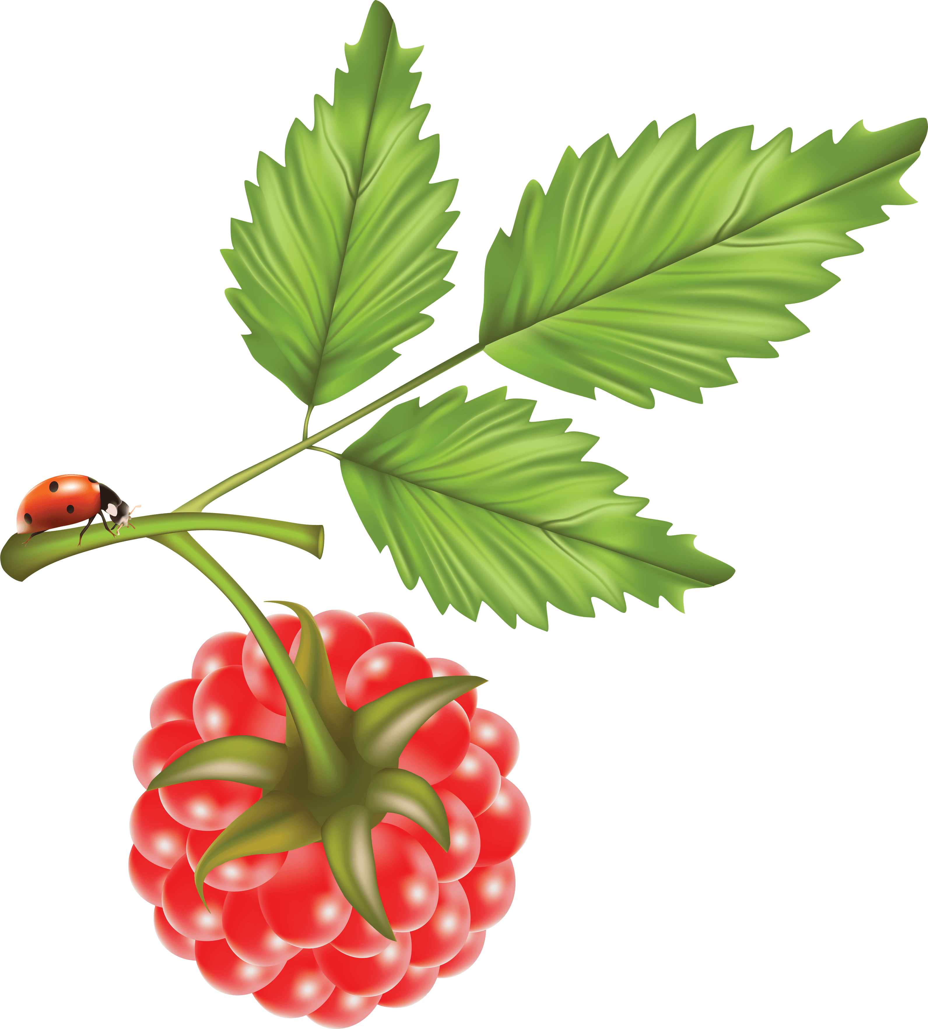 Rraspberry Png Image PNG Image