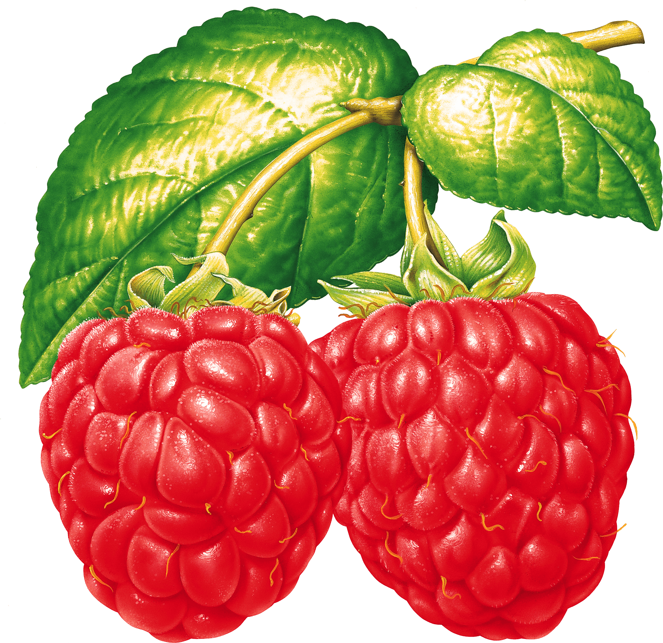 Rraspberry Png Image PNG Image