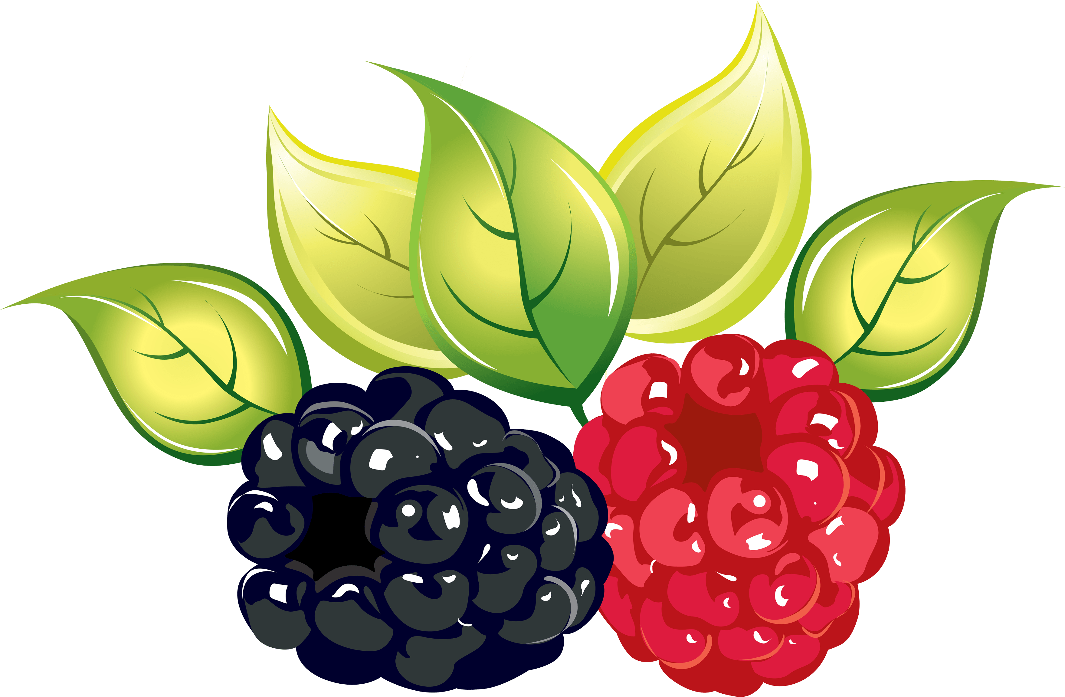 Rraspberry Png Image PNG Image