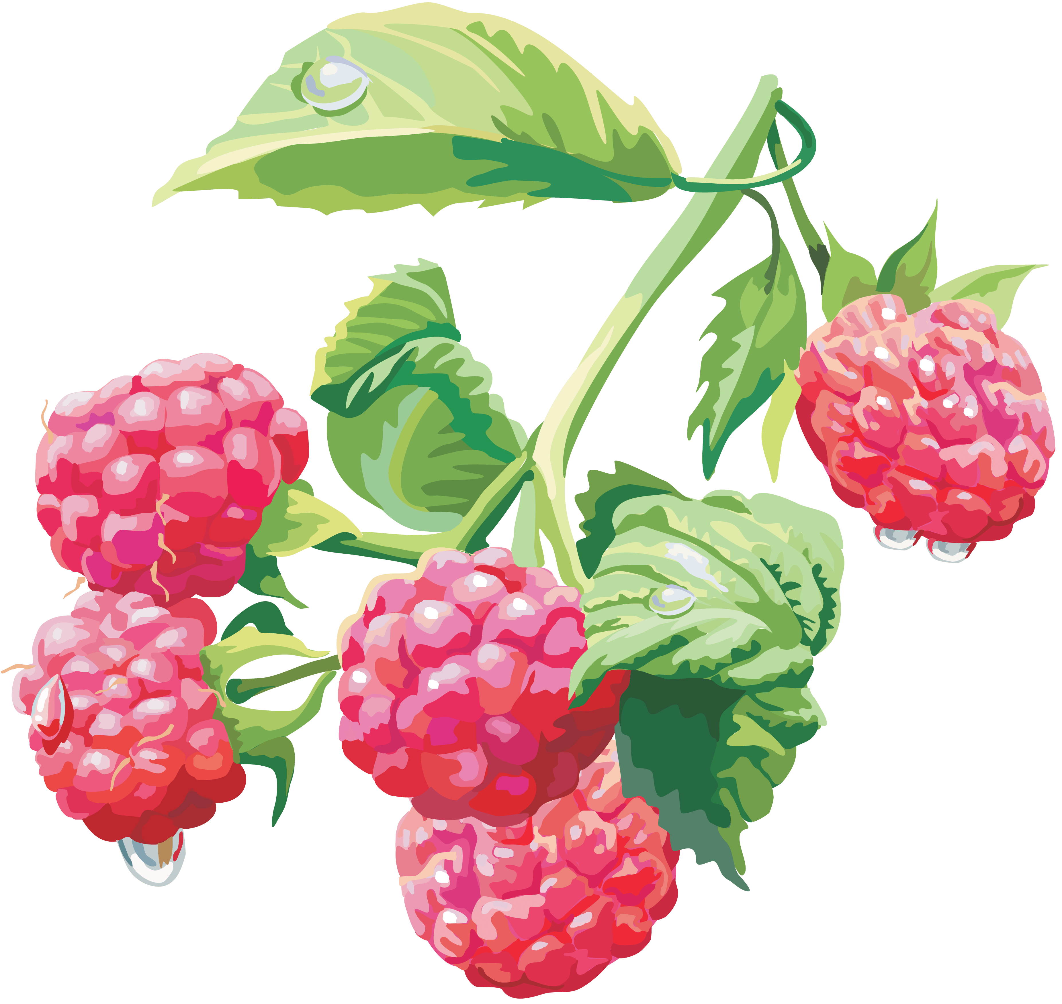 Rraspberry Png Image PNG Image