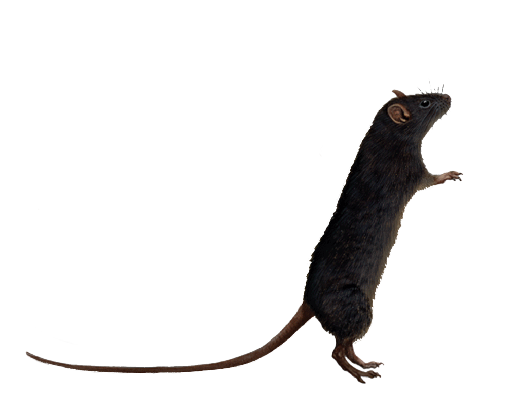 Rat Transparent PNG Image