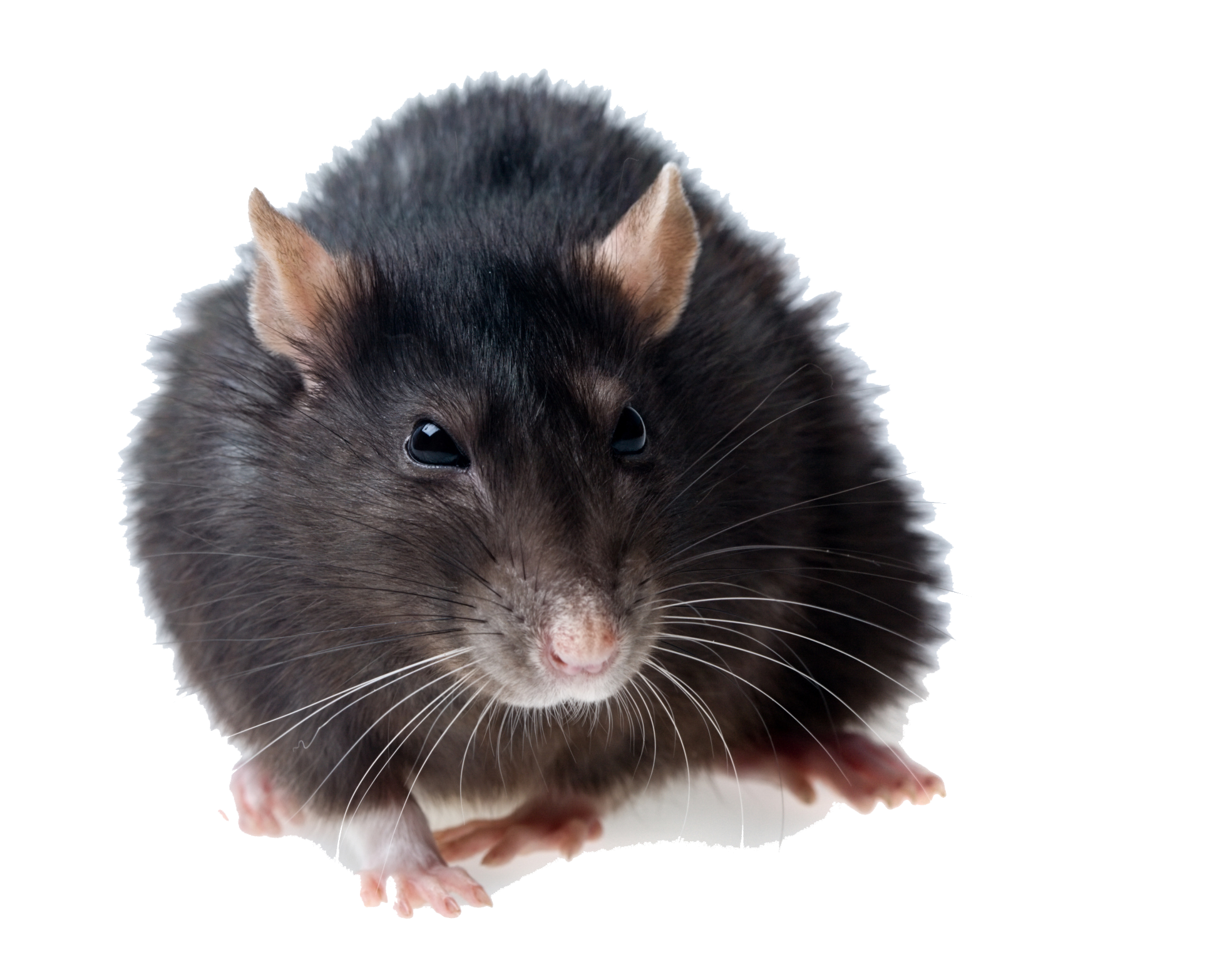 Rat Photos PNG Image