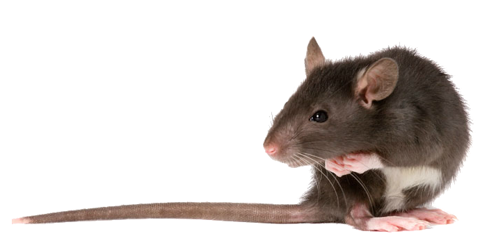 Rat Png PNG Image