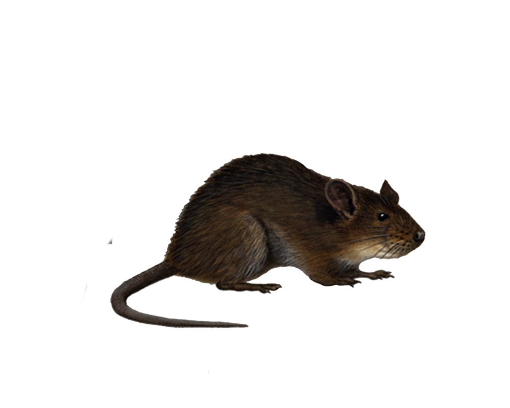 Rat Png Image PNG Image