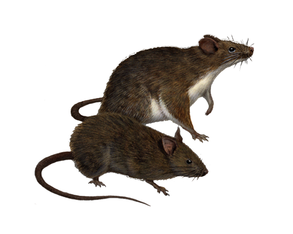 Rat Png Clipart PNG Image