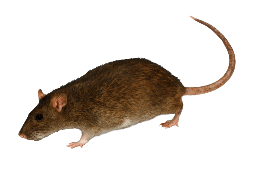 Mouse Rat Png Image PNG Image