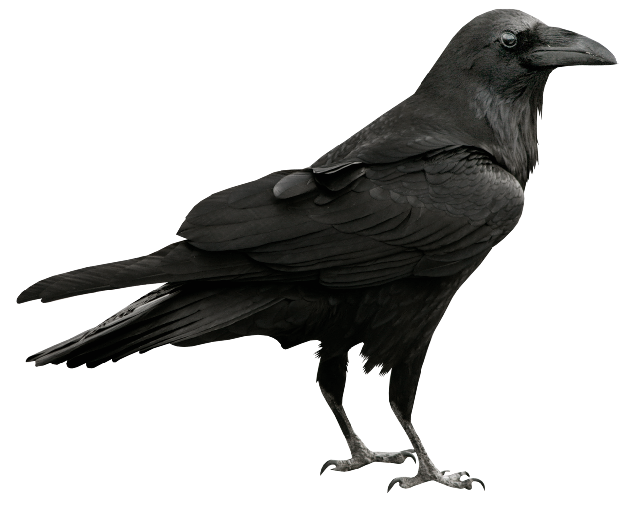 Raven Free Png Image PNG Image