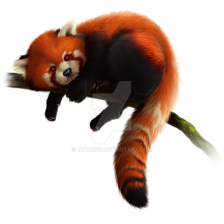 Red Panda Free Download Png PNG Image