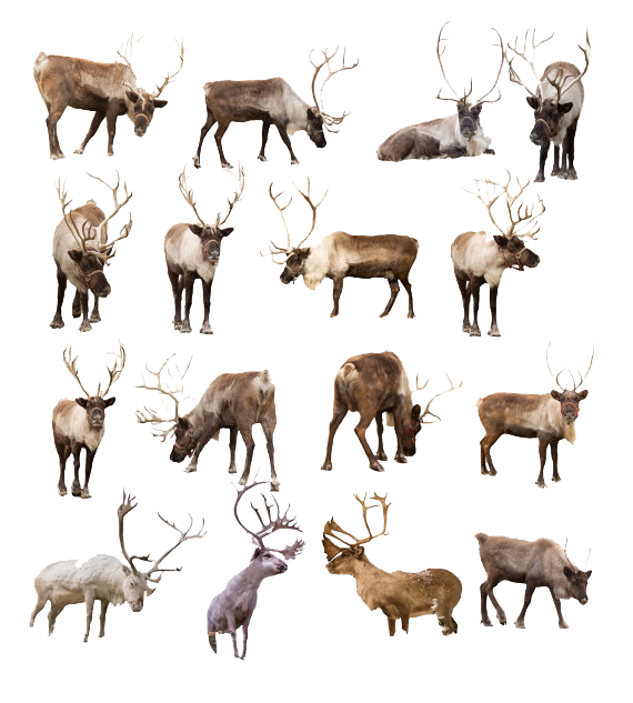 Reindeer Transparent Image PNG Image