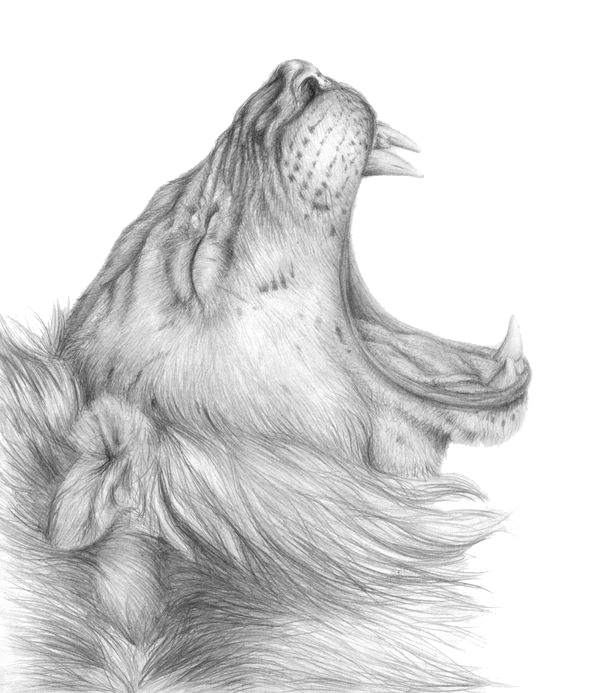 Lioness Roar Clipart PNG Image